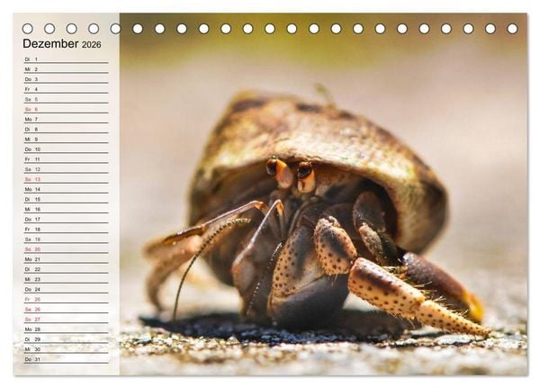 Produktbild: Krabben. Witzige Monster (Tischkalender 2026 DIN A5 quer), CALVENDO Monatskalender