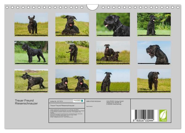 Produktbild: Treuer Freund Riesenschnauzer (Wandkalender 2026 DIN A4 quer), CALVENDO Monatskalender