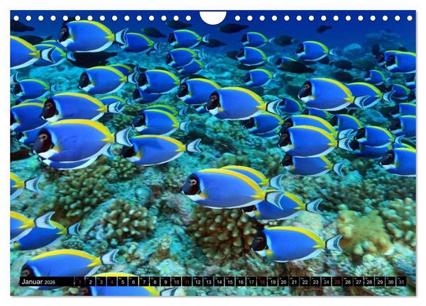 Produktbild: Paradiese im ewigen Blau. Die bunte Unterwasserwelt (Wandkalender 2026 DIN A4 quer), CALVENDO Monatskalender