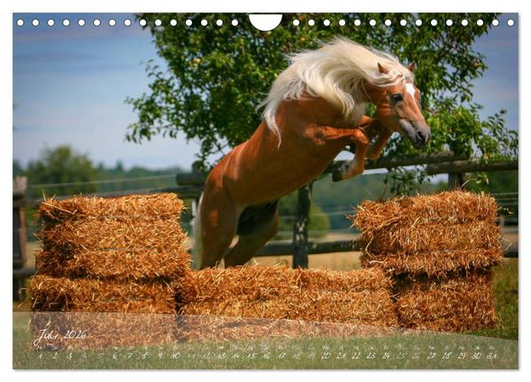 Produktbild: Haflinger-Pferde in Reinzucht (Wandkalender 2026 DIN A4 quer), CALVENDO Monatskalender
