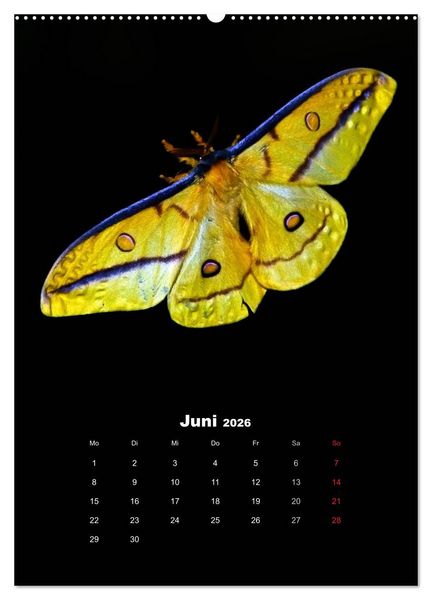 Produktbild: Schillernde Insektenwelt (Wandkalender 2026 DIN A2 hoch), CALVENDO Monatskalender