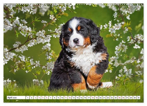 Produktbild: Berner Sennenhunde - Freunde f&uuml;r ein ganzes Leben (Wandkalender 2026 DIN A2 quer), CALVENDO Monatskalender