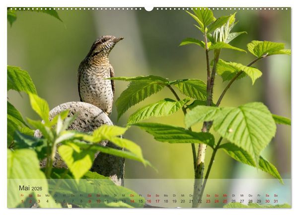 Produktbild: Fantastische Vogelwelt Slowenien (Wandkalender 2026 DIN A2 quer), CALVENDO Monatskalender