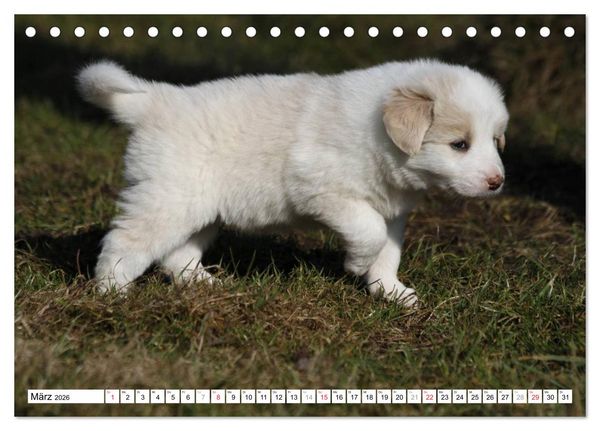 Produktbild: Border Collie Welpen (Tischkalender 2026 DIN A5 quer), CALVENDO Monatskalender