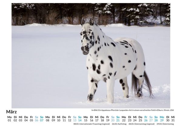 Produktbild: Appaloosa