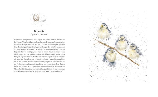 Produktbild: Fl&uuml;gge &ndash; Die ersten Tage kleiner Tierkinder