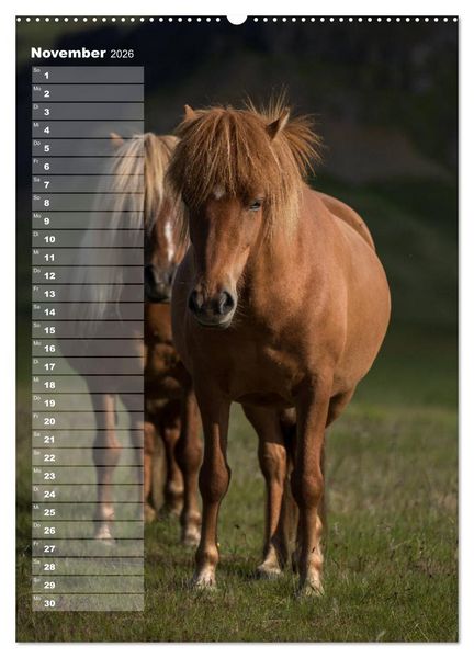 Produktbild: Mein ISLANDPFERDE Planer - Geburtstage, Hof-Feste, Turniere (Wandkalender 2026 DIN A2 hoch), CALVENDO Monatskalender