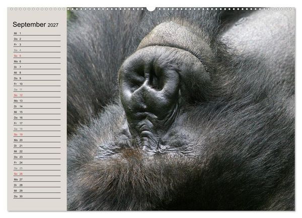 Produktbild: Berggorillas - die sanften Riesen (Wandkalender 2027 DIN A2 quer), CALVENDO Monatskalender