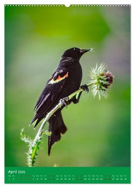 Produktbild: Our wild nature, American birds (High Quality Premium Wall Calendar 2026 DIN A2 portrait),CALVENDO 12 Month Wall Calendar