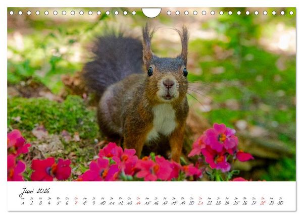 Produktbild: Die Schwarzwald-Eichh&ouml;rnchen (Wandkalender 2026 DIN A4 quer), CALVENDO Monatskalender
