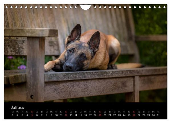 Produktbild: Belgischer Sch&auml;ferhund - Der Malinois (Wandkalender 2026 DIN A4 quer), CALVENDO Monatskalender