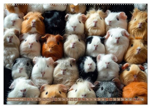Produktbild: Kuschelblicke (Wandkalender 2026 DIN A2 quer), CALVENDO Monatskalender