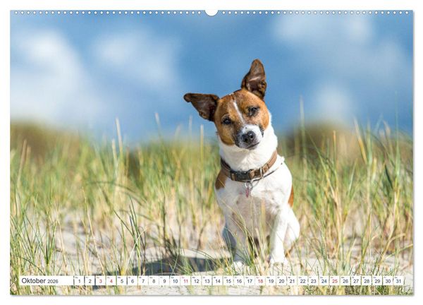 Produktbild: Jack Russell - Klein, aber oho! (Wandkalender 2026 DIN A2 quer), CALVENDO Monatskalender