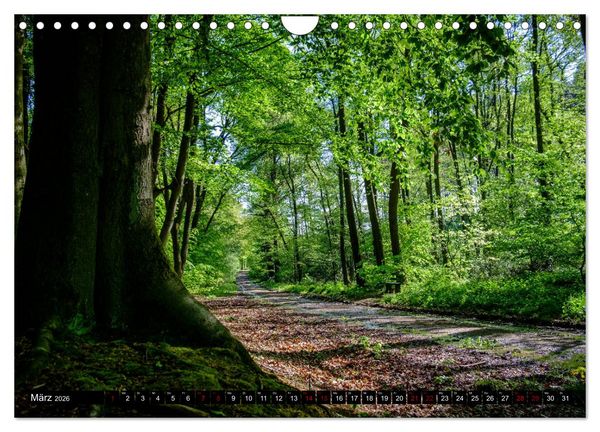 Produktbild: Wege des einfachen Gl&uuml;cks - Spazierg&auml;nge im Wald (Wandkalender 2026 DIN A4 quer), CALVENDO Monatskalender