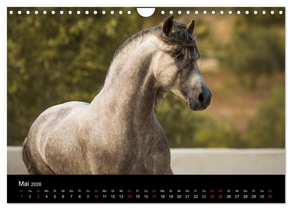 Produktbild: Spaniens stolze Pferde (Wandkalender 2026 DIN A4 quer), CALVENDO Monatskalender