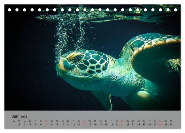 Produktbild: Meeresschildkr&ouml;ten. Nomaden der Ozeane (Tischkalender 2026 DIN A5 quer), CALVENDO Monatskalender