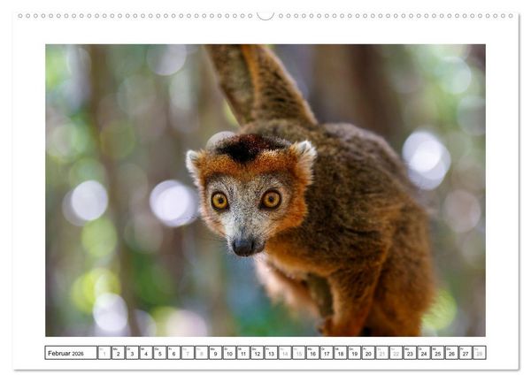 Produktbild: Tierisch tolles Madagaskar - Cham&auml;leons, Lemuren und mehr (hochwertiger Premium Wandkalender 2026 DIN A2 quer), Kunstdruck in Hochglanz