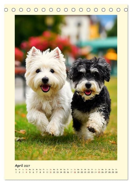 Produktbild: S&uuml;&szlig;er Wuschelkopf. West Highland White Terrier Momente (Tischkalender 2027 DIN A5 hoch), CALVENDO Monatskalender