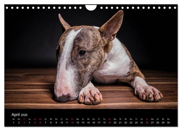 Produktbild: Bullterrier (Wandkalender 2026 DIN A4 quer), CALVENDO Monatskalender