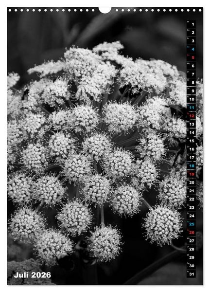 Produktbild: Blumige Graustufen - Schwarz und Wei&szlig; (Wandkalender 2026 DIN A3 hoch), CALVENDO Monatskalender
