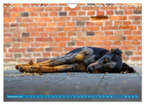 Produktbild: Der Beauceron (Wandkalender 2026 DIN A4 quer), CALVENDO Monatskalender