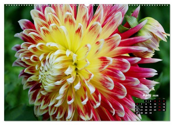 Produktbild: Magical Dahlias (High Quality Premium Wall Calendar 2026 DIN A2 landscape),CALVENDO 12 Month Wall Calendar