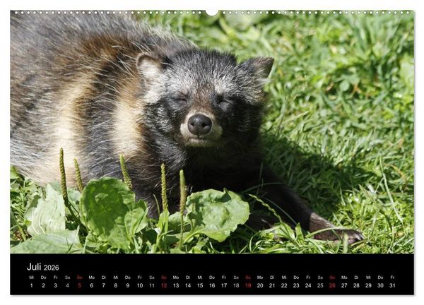 Produktbild: Marderhunde (hochwertiger Premium Wandkalender 2026 DIN A2 quer), Kunstdruck in Hochglanz