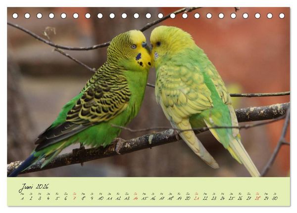 Produktbild: Wellensittiche - Gefiederte Freunde (Tischkalender 2026 DIN A5 quer), CALVENDO Monatskalender