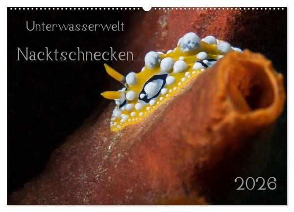 Produktbild: Unterwasserwelt Nacktschnecken (Wandkalender 2026 DIN A2 quer), CALVENDO Monatskalender