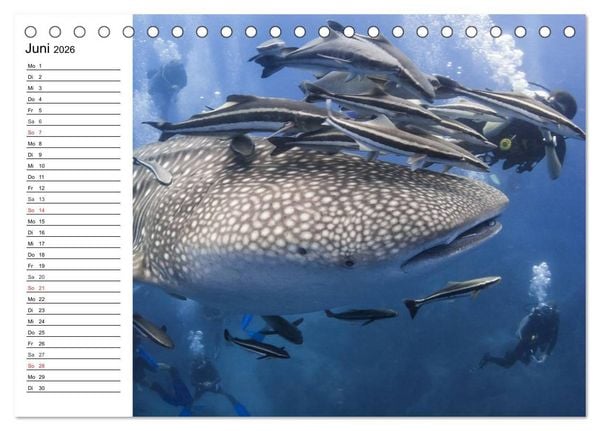 Produktbild: Faszination Tauchen. Neptuns Reich (Tischkalender 2026 DIN A5 quer), CALVENDO Monatskalender