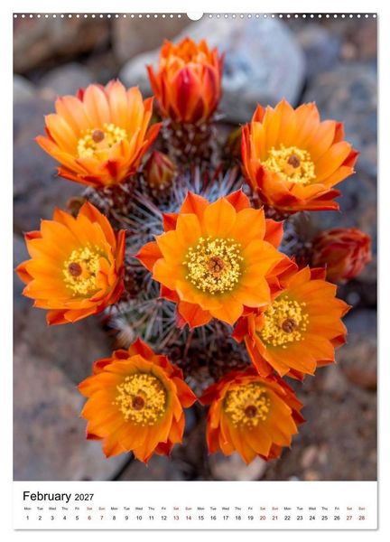 Produktbild: Beautiful Spiky Balls (Wall Calendar 2027 DIN A2 portrait), CALVENDO 12 Month Wall Calendar