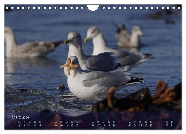 Produktbild: Wilde Vogelwelt Helgoland (Wandkalender 2026 DIN A4 quer), CALVENDO Monatskalender