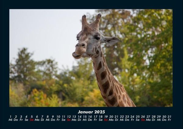 Produktbild: Giraffen 2025 Fotokalender DIN A4