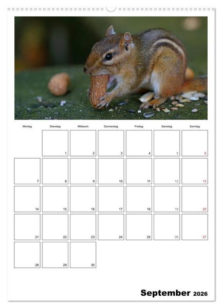 Produktbild: Streifenh&ouml;rnchen - neugierige Nager (Wandkalender 2026 DIN A2 hoch), CALVENDO Monatskalender