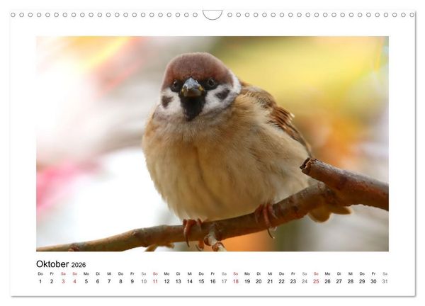 Produktbild: Gefiederte Garteng&auml;ste, Spatzenleben (Wandkalender 2026 DIN A3 quer), CALVENDO Monatskalender