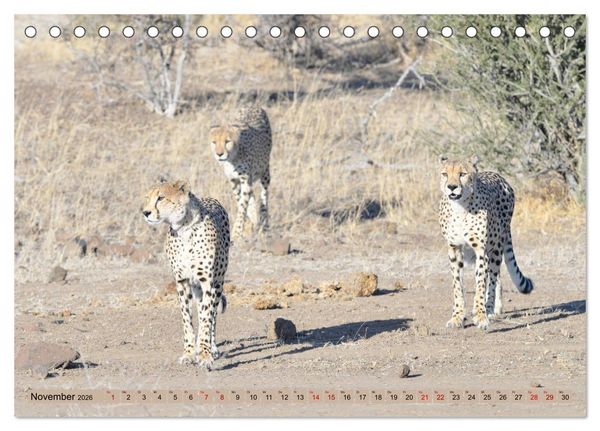 Produktbild: Geparden - schnelle J&auml;ger (Tischkalender 2026 DIN A5 quer), CALVENDO Monatskalender