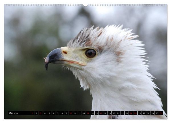 Produktbild: Wei&szlig;kopfseeadler. Symbol der Freiheit (hochwertiger Premium Wandkalender 2026 DIN A2 quer), Kunstdruck in Hochglanz