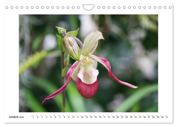 Produktbild: Mon r&ecirc;ve d'orchid&eacute;es (Calendrier mural 2026 DIN A4 vertical), CALVENDO calendrier mensuel