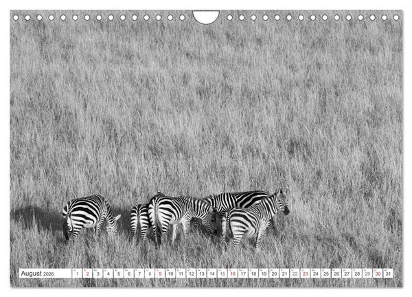 Produktbild: Emotionale Momente: Zebras - black & white. (Wandkalender 2026 DIN A4 quer), CALVENDO Monatskalender