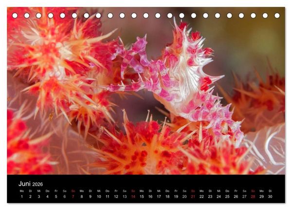 Produktbild: Faszinierendes Leben unter Wasser (Tischkalender 2026 DIN A5 quer), CALVENDO Monatskalender