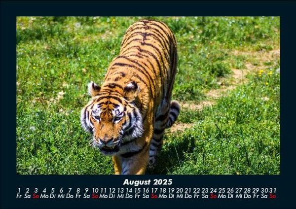 Produktbild: Tiger 2025 Fotokalender DIN A5