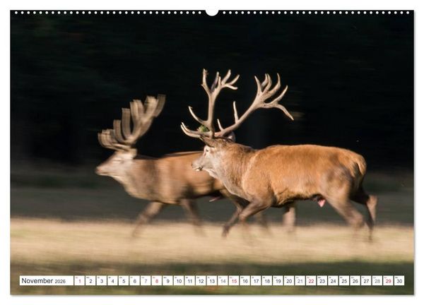 Produktbild: Emotionale Momente: Hirschbrunft (hochwertiger Premium Wandkalender 2026 DIN A2 quer), Kunstdruck in Hochglanz