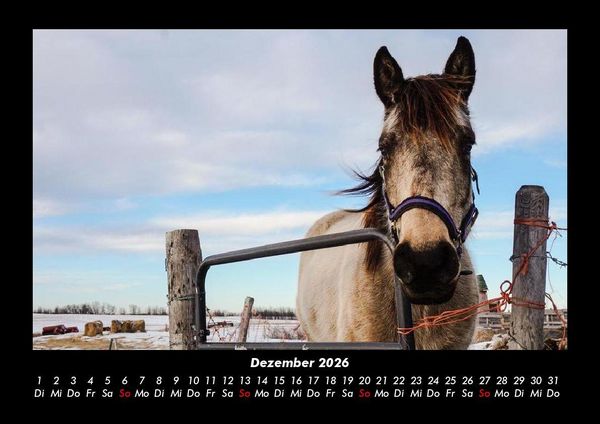 Produktbild: Pferdegefl&uuml;ster 2026 Fotokalender DIN A3