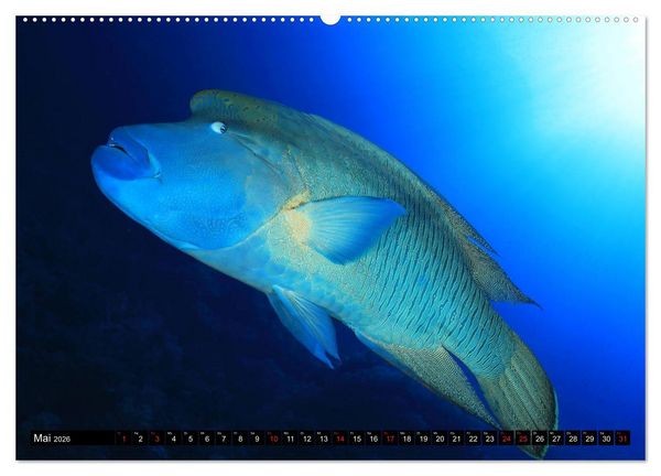 Produktbild: Rotes Meer Unterwasser (Wandkalender 2026 DIN A2 quer), CALVENDO Monatskalender