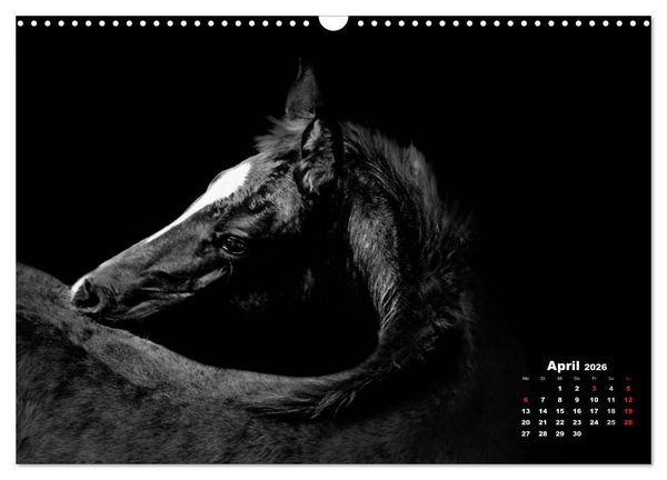 Produktbild: Pferde zwischen Licht und Schatten (Wandkalender 2026 DIN A3 quer), CALVENDO Monatskalender