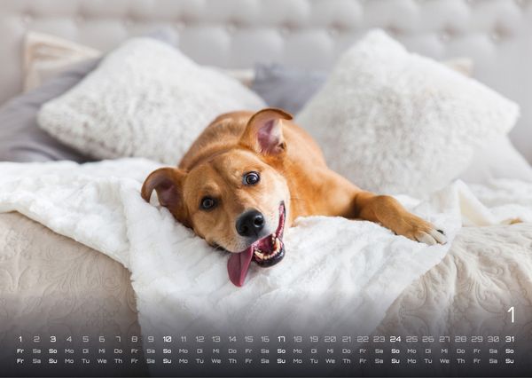 Produktbild: Wuff - Unsere Vierbeiner - Der Hundekalender - 2027 - Kalender DIN A3