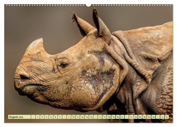 Produktbild: Bedrohte Tierart - Nashorn (Wandkalender 2026 DIN A2 quer), CALVENDO Monatskalender