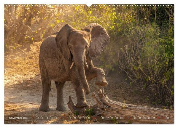 Produktbild: Elefanten in Afrika - Die mit den gro&szlig;en Ohren (hochwertiger Premium Wandkalender 2026 DIN A2 quer), Kunstdruck in Hochglanz