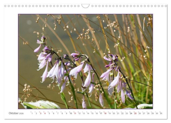 Produktbild: Sanfte Natur (Wandkalender 2026 DIN A3 quer), CALVENDO Monatskalender
