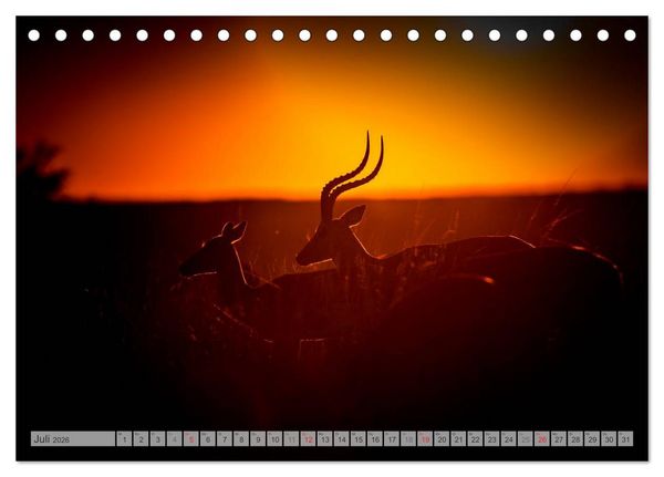 Produktbild: Emotionale Momente: Afrika Wildlife Part 2 / CH-Version (Tischkalender 2026 DIN A5 quer), CALVENDO Monatskalender